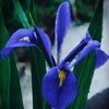 blueiris68